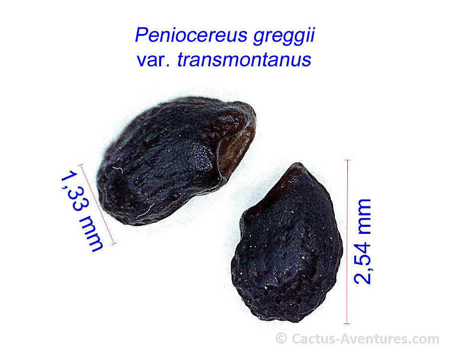 Peniocereus greggii transmontanus JM